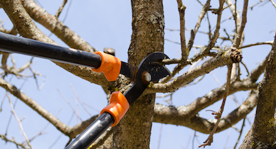 tree pruning in Plano, TX